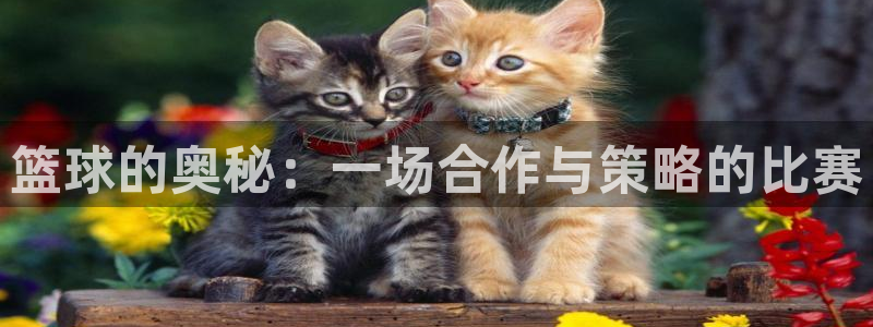 3377体育是正规平台吗